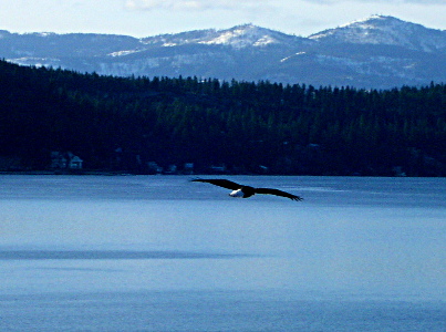 [Eagle flying above the lake's water. The snow-capped mountains beyond the lake are visible.]